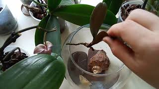 Onam bilan jinsiy aloqa Boy gozallar bilan video jinsiy aloqa