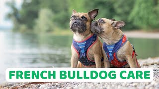 French Bulldog Care: Tips for a Happy and Healthy Frenchie | Pet Adventure TV