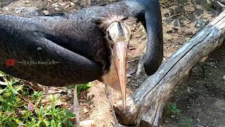 Download Lagu BURUNG BANGAU JINAK MP3