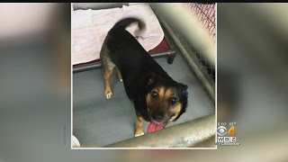 Auburn Police Rescue Dog From A Hot Car
