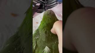Removing his pin feathers (gently, as to not removing the ones not ready) #birds #bird #pets #pet Removing his pin feathers (gently, as to not removing the ones not ready) #birds #bird #pets #pet