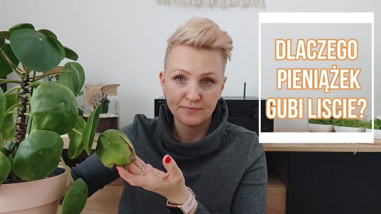 Dlaczego pieniążek gubi liście? Pilea zimą