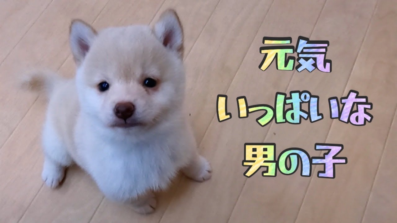 豆柴】子犬 7/26 男の子♂ 摂州宝山荘 mameshiba dog Puppy （mame