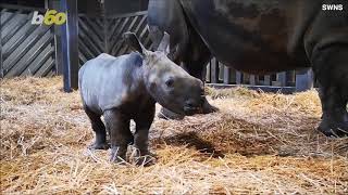 Amazing Cctv Footage Captures White Rhino Giving Birth To Calf At Uk Zoo