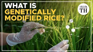 Is genetically modified rice grown in India Explained