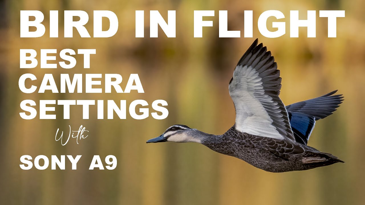 Best camera settings for birds in flight Sony A9 YouTube