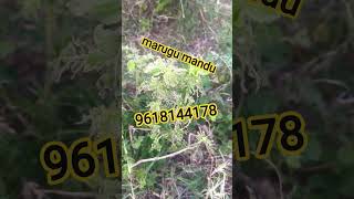 Hwo To Prepare Marugu Mandu || మరుగు మందు తయారు చేసే విధానం ||marugu mandu pettadam ela మరుగు మందు