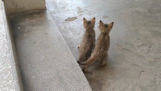 When Confused Kittens Got Rescue Together