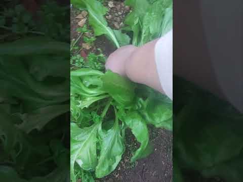 15 03 2025 يللا نقطف سوا وانشوف نمو الشجر يخزلعين