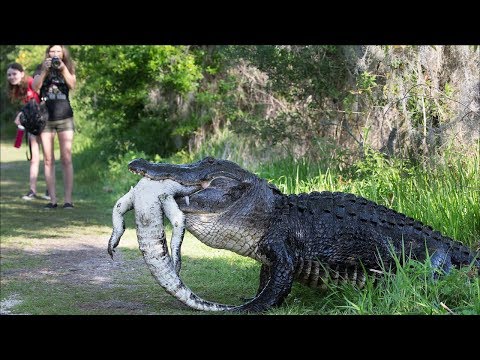 ЖИВОТНЫЕ-КАННИБАЛЫ. ЛУЧШЕ БУДЬ В КУРСЕ!