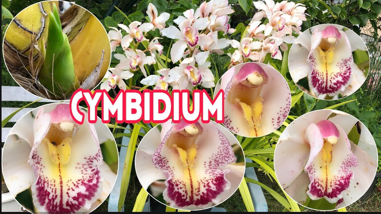 How To Care For Cymbidium Orchids Healthy While Living Outdoor YouTube