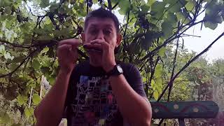 Еще раз о блюзовой импровизации на губной гармошке.Урок № 27. How to play the blues on the harmonica Еще раз о блюзовой импровизации на губной гармошке.Урок № 27. How to play the blues on the harmonica