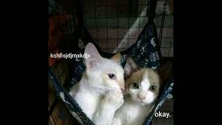 sales - chinese new year [sped up]