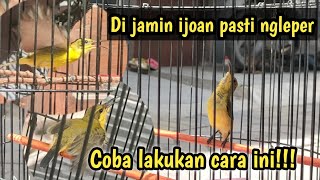 Perawatan harian sogok ontong ijoan cepat gacor ngleper