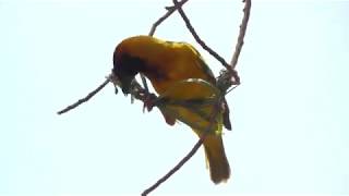 Weaver Birds Making Nest