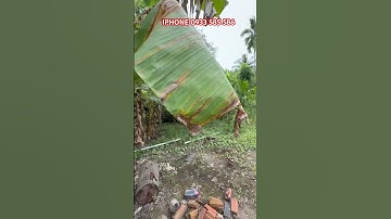 MS:25078 Khu đất vườn đường xe hơi thổ cư 178m2 giáp sông x ã long hưng LH:0933585586#shorts