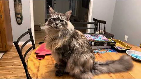 Watch the video about Four cute n cuddly kitties catio chat three MaineCoons funny cats pets animals videos family vlog