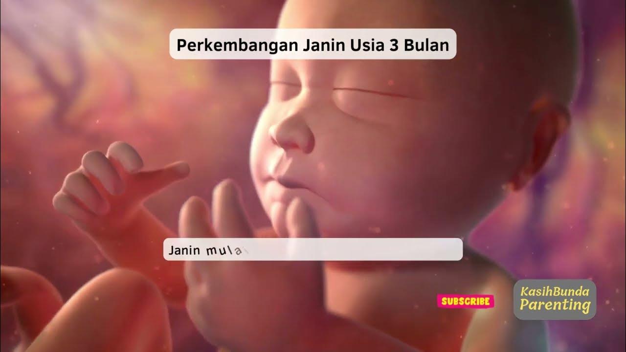 Perkembangan Janin Usia 3 Bulan LENGKAP - YouTube