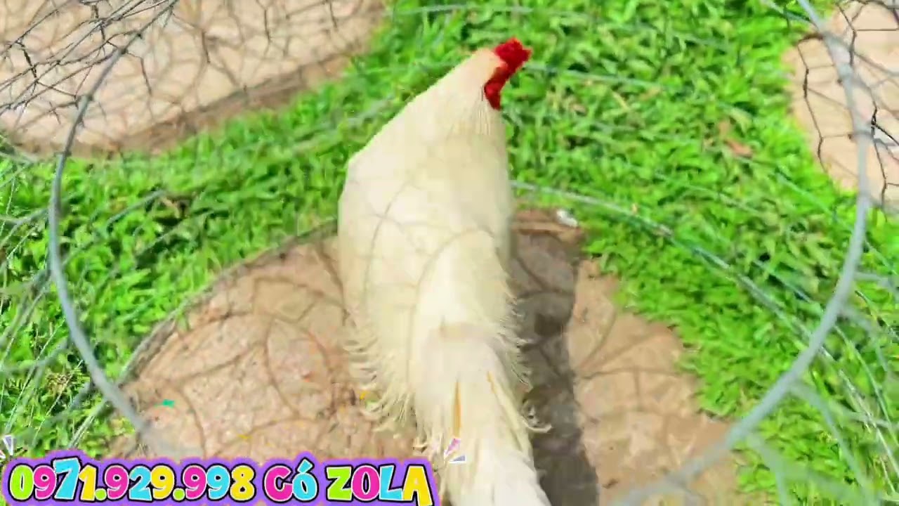 #top 6 Em Hàng Chuẩn Đấu ngày 25/2 #đềxuất #thinhhanh #trending #trendingshorts #gadep #rooster 