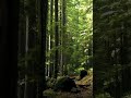Relaxing music for sleep #shorts