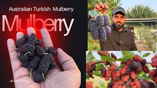 👉 Australian Turkey Mulberry Plant | तेजी से बढ़ने वाला, ज्यादा फल देने वाला #AustraliaTurkey 