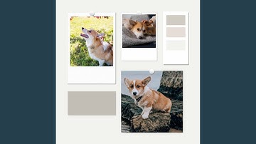 Pulsating Backdrops for Dog Relaxation Hours