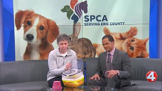 Spca Monday Rosemary The Mouse