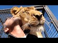 Forming A New Lion Pride | The Lion Whisperer