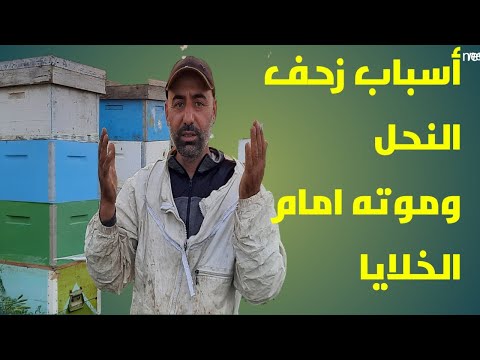 فيديو: هل زحف الدب فعال؟