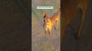 🐕‍🦺 dog funny reaction 😂 #dogshorts #doglife #animalshorts #cutedog #dog