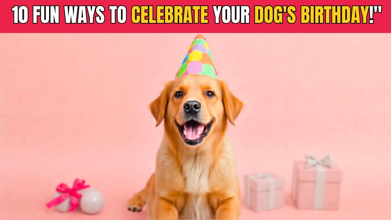10 Ideas to Celebrate Your Dog's Birthday