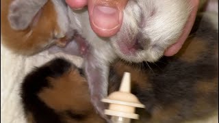 Cat Giving milk to kittens 1week old