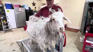 When is the BEST time to shear your fiber goat?