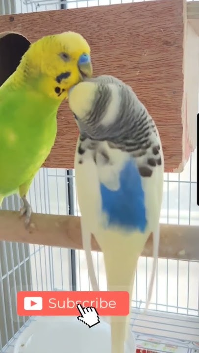 parents lyrics budgie