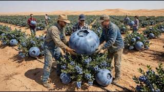 Shocking! They Grew Blueberries in the Desert — The Results Are Unbelievable