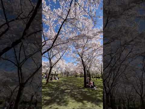 🌸🍡✨ Cherry Blossom Festival in Bloesempark | Amsterdam Bos