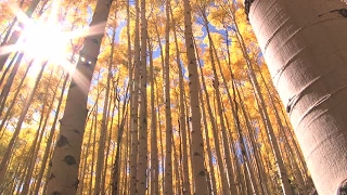 Fall Trees with Sunlight Beaming Through 2 | Video Footages | Nature