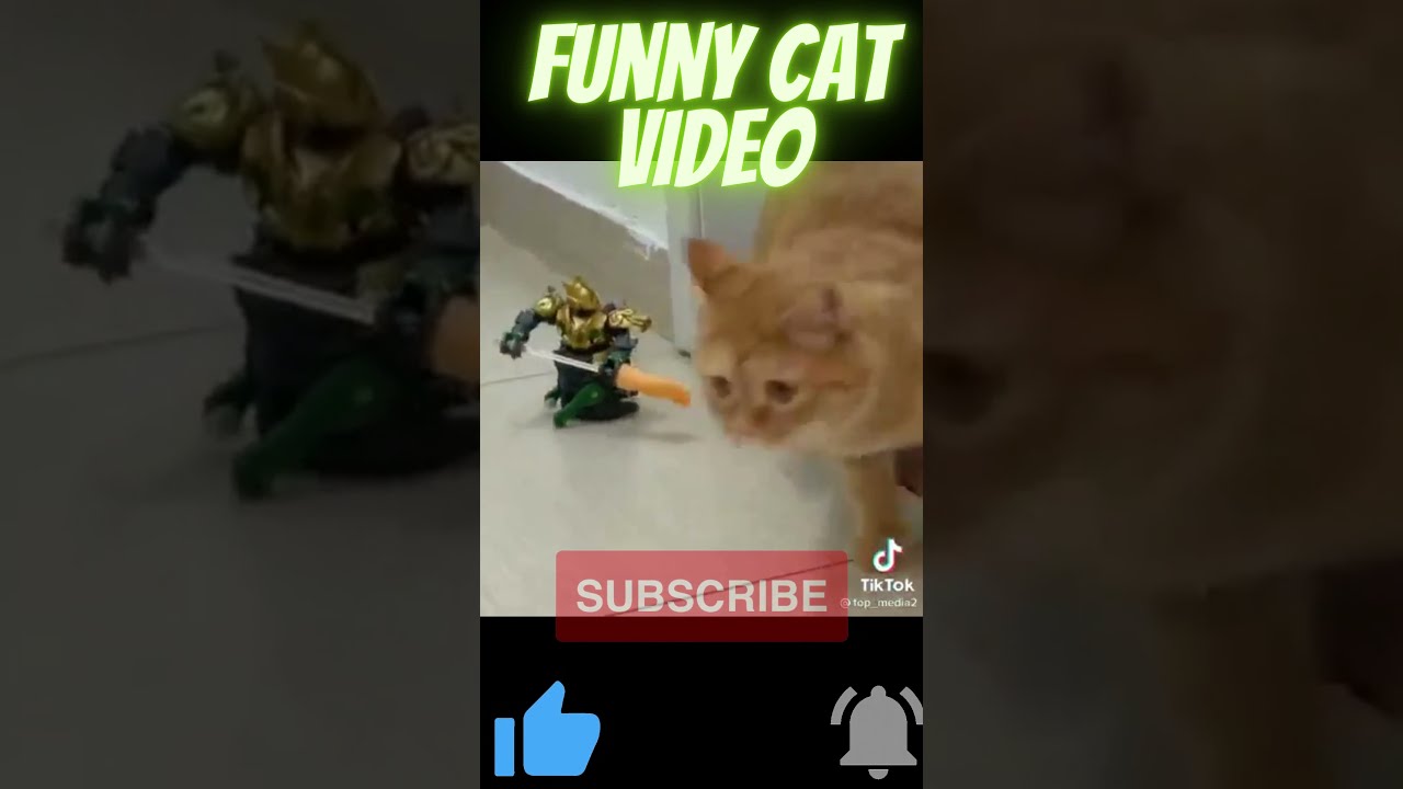 Cat funny video | funny cats | #shorts Cat tree videos | cat videos | funny videos | #cat | #shorts