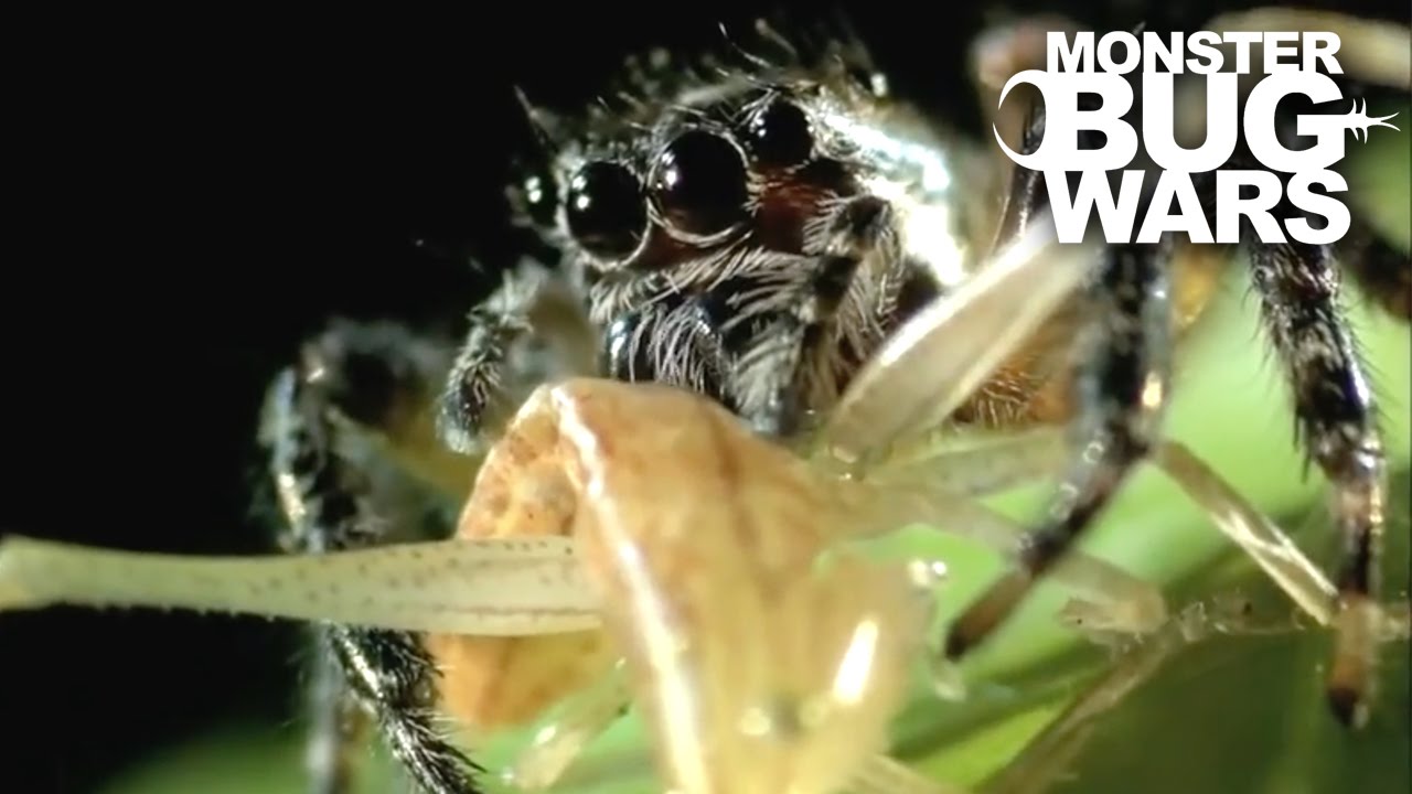Tiger Jumping Spider vs Yellow Jumping Spider | MONSTER BUG WARS