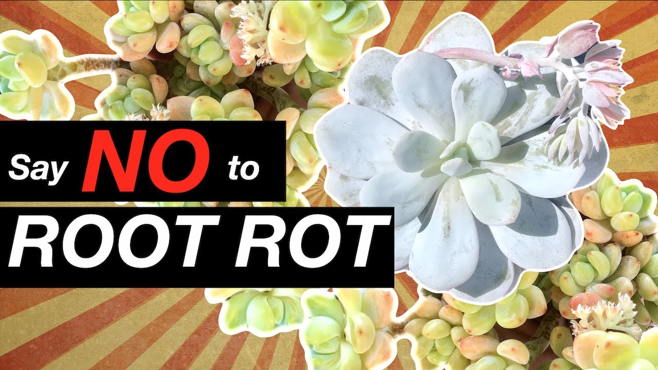 Best Soil for Succulents + Cactus + Agaves | How to make a Succulent ...