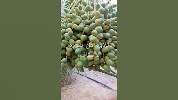 تلاوة من سورة الأحقاف من الآية 33 حتى 34 (الأمام أبو جهاد وفقه الله)