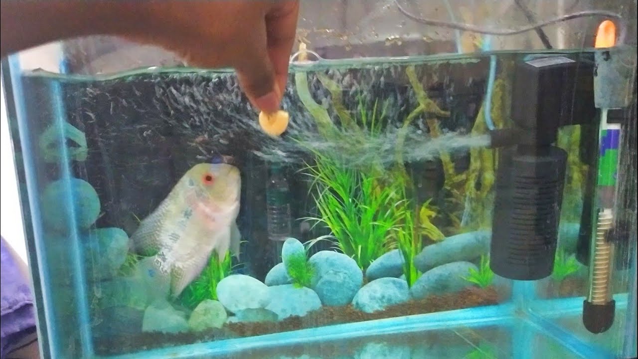 Aggressive female flowerhorn eats dry shrimp YouTube