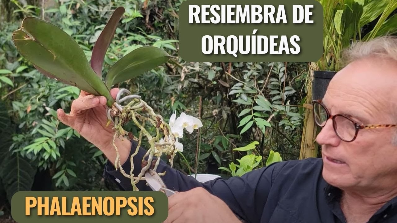 Resiembra de Orquídeas Phalaenopsis: ¡Hazlo Conmigo Paso a Paso!