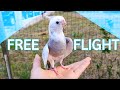 How I train my cockatiel to free fly