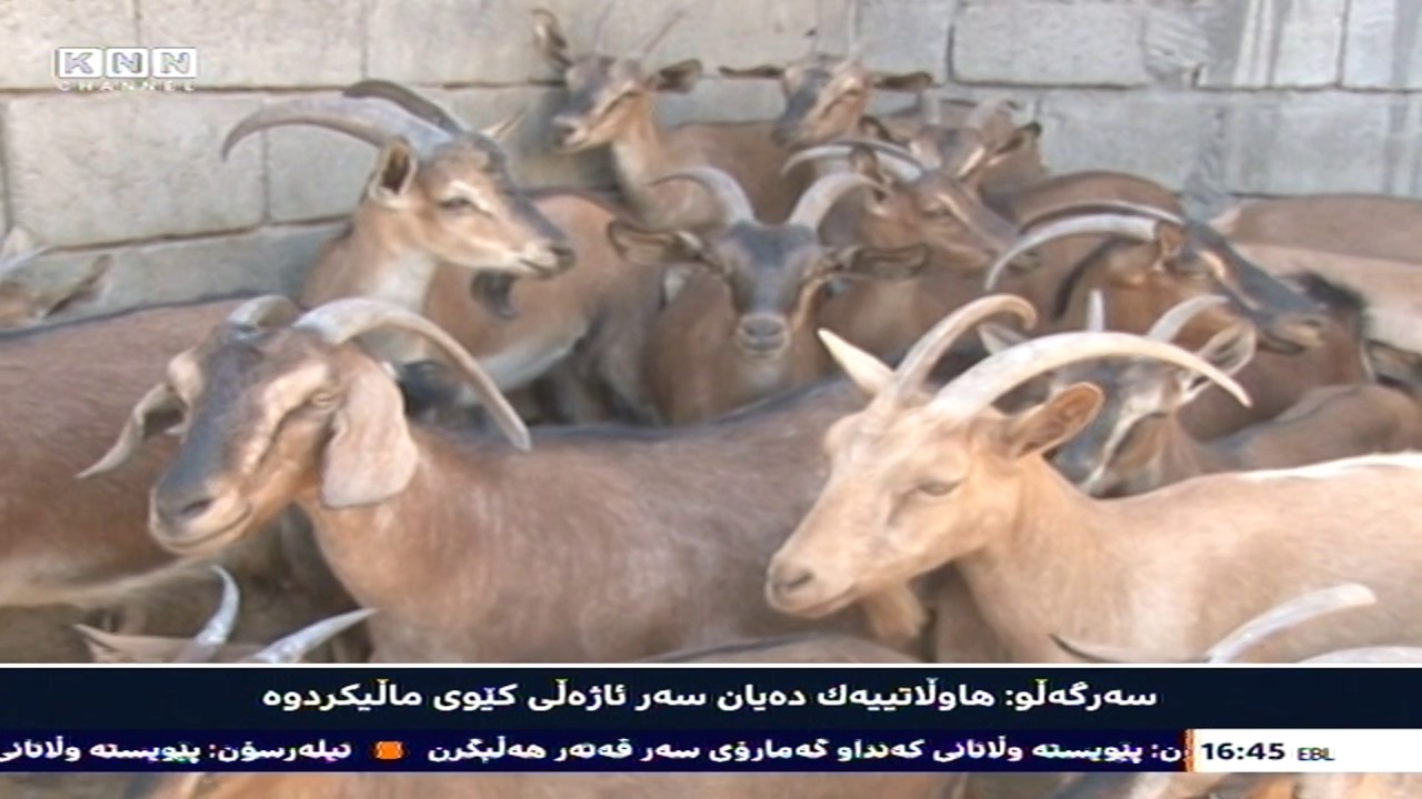 سەرگەڵو: هاوڵاتییەک دەیان سەر ئاژەڵی کێوی ماڵیکردوە