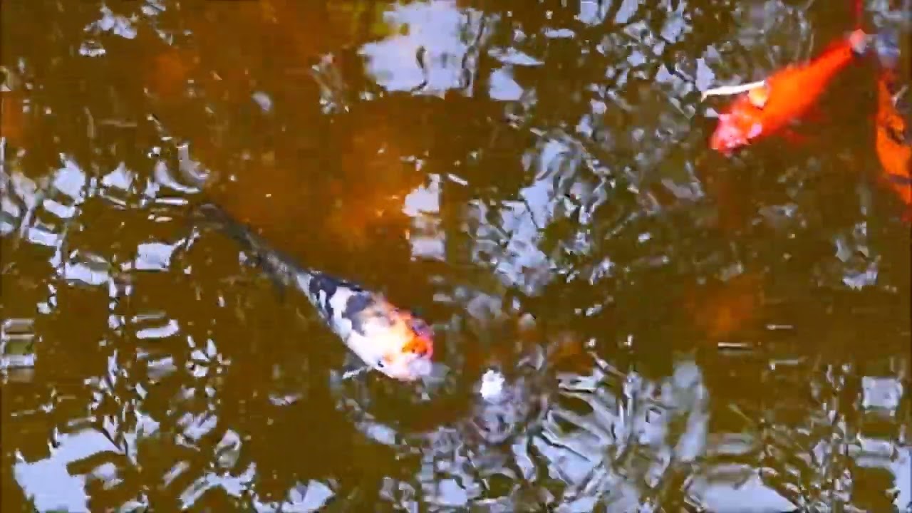 o lago com os seus peixes  ( 2024 )