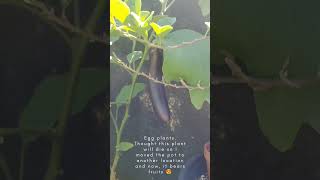 eggplant : second chance to live and bear fruit