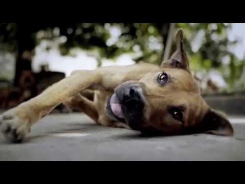 Video: Snuggle med dit kæledyr 24/7 i denne Kangaroo Hoodie