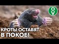 КАК ПРОГНАТЬ ИЛИ ИЗЛОВИТЬ КРОТА?! Обзор проверенных способов!