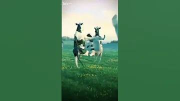 بقرات ترقص على اغنيه حسوني 